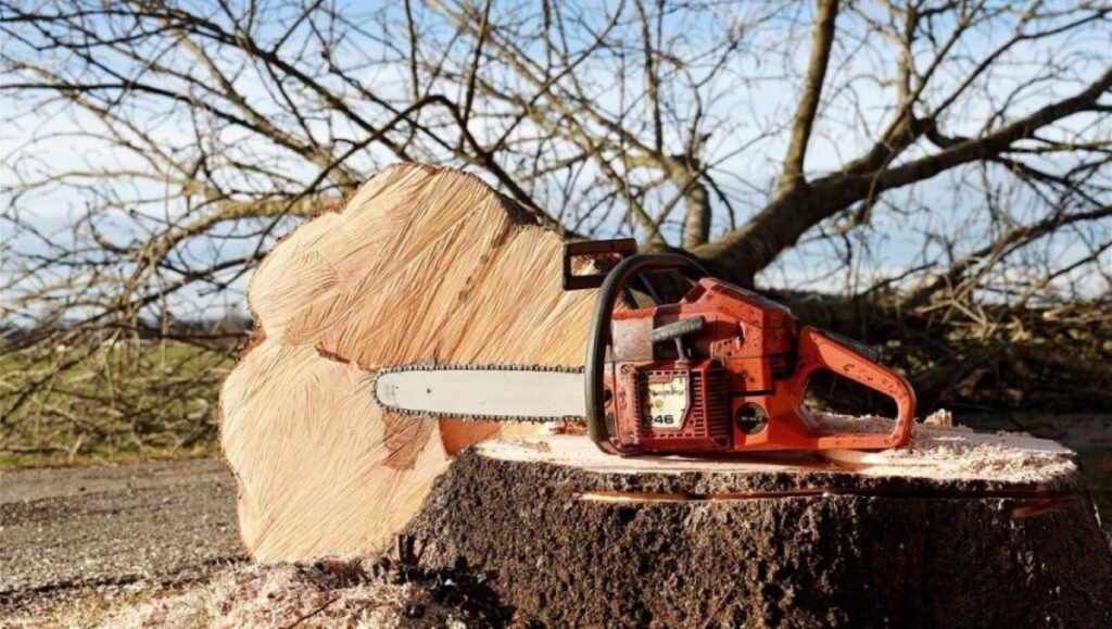 tree stumps