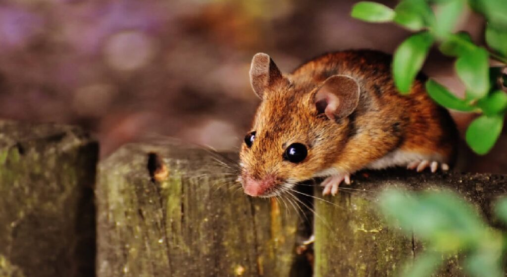 Mice Control Sydney: What Attracts Mice to Suburban Homes the Most?