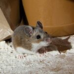 Mouse Control Sydney: How to Prevent Mice in Roof Cavities and Garages