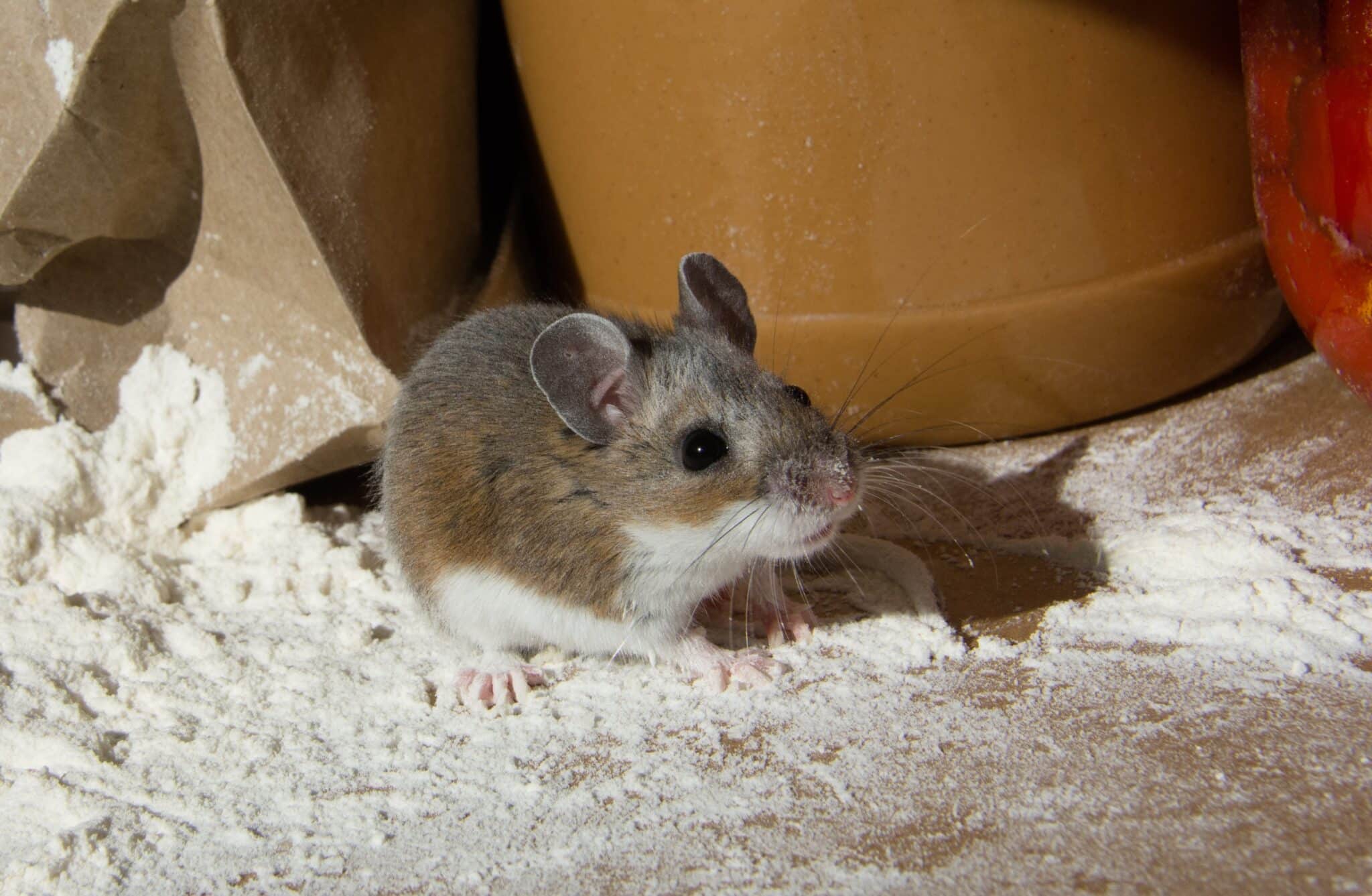 Mouse Control Sydney: How to Prevent Mice in Roof Cavities and Garages