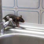 Mice Control Sydney: What Attracts Mice to Suburban Homes the Most?