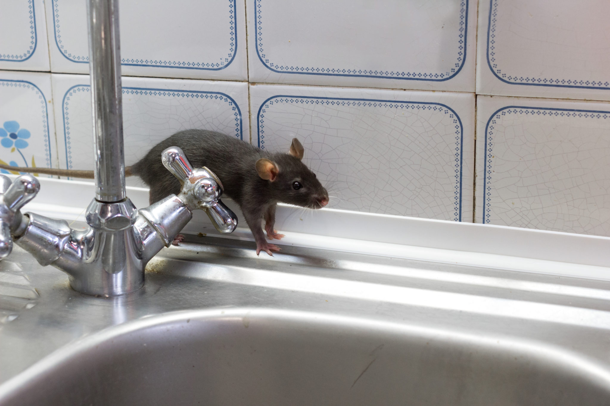Mice Control Sydney: What Attracts Mice to Suburban Homes the Most?