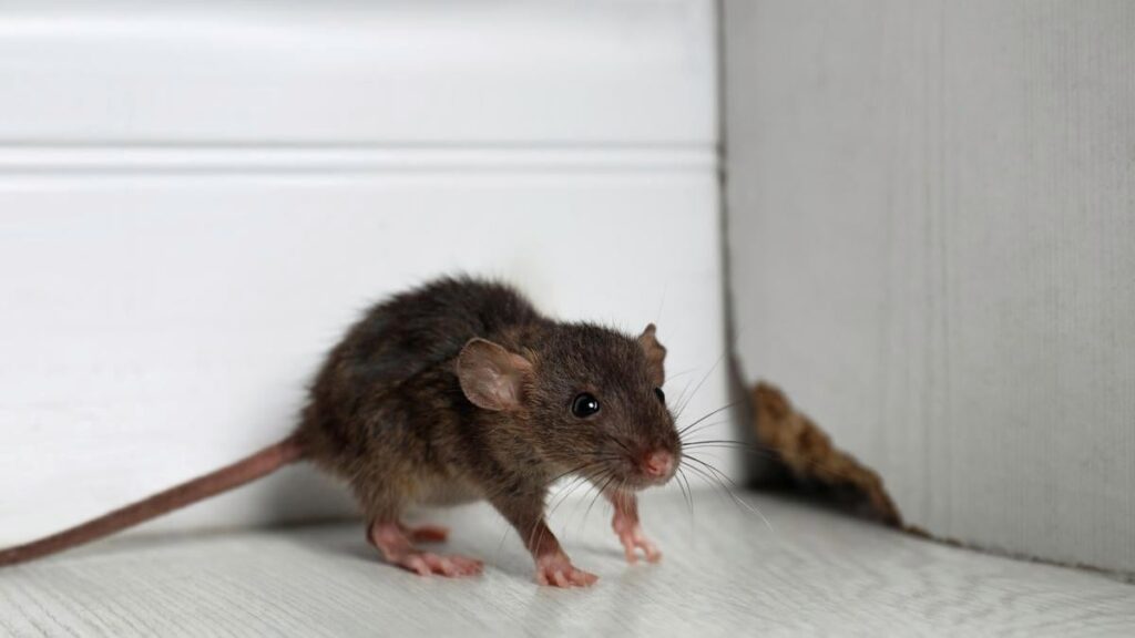 Mouse Control Sydney: How to Prevent Mice in Roof Cavities and Garages